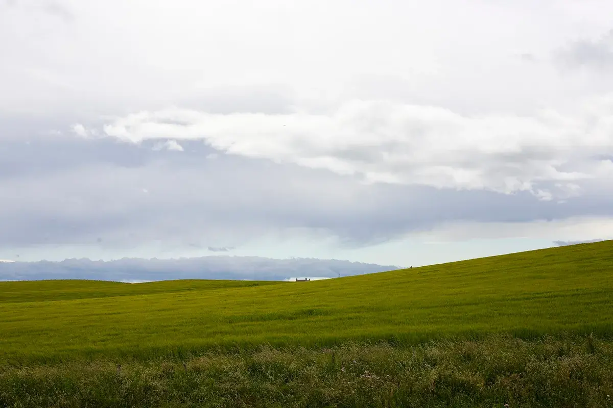 Pasture in Aberdeenshire