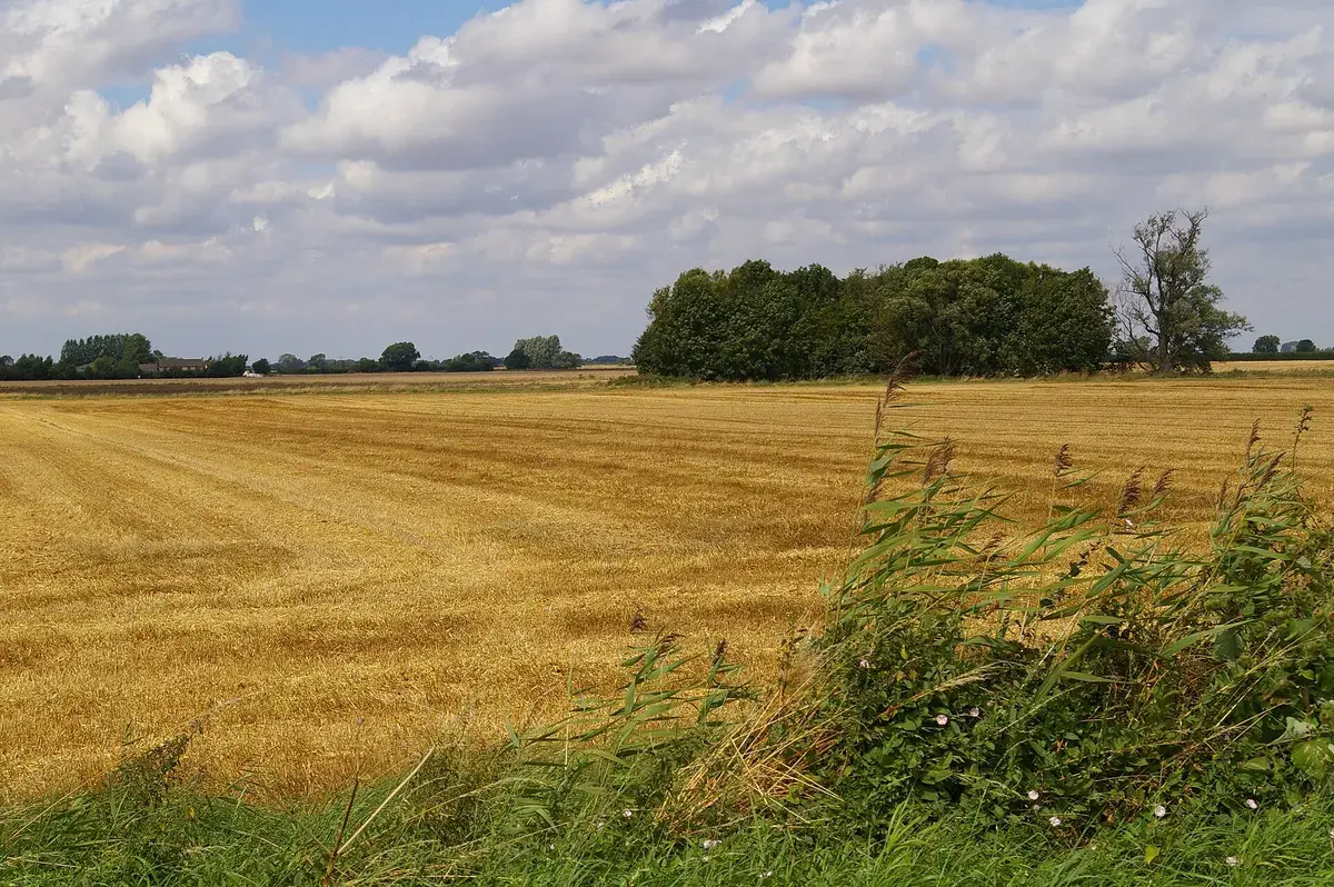 Stubble and trees, Cambridgeshire