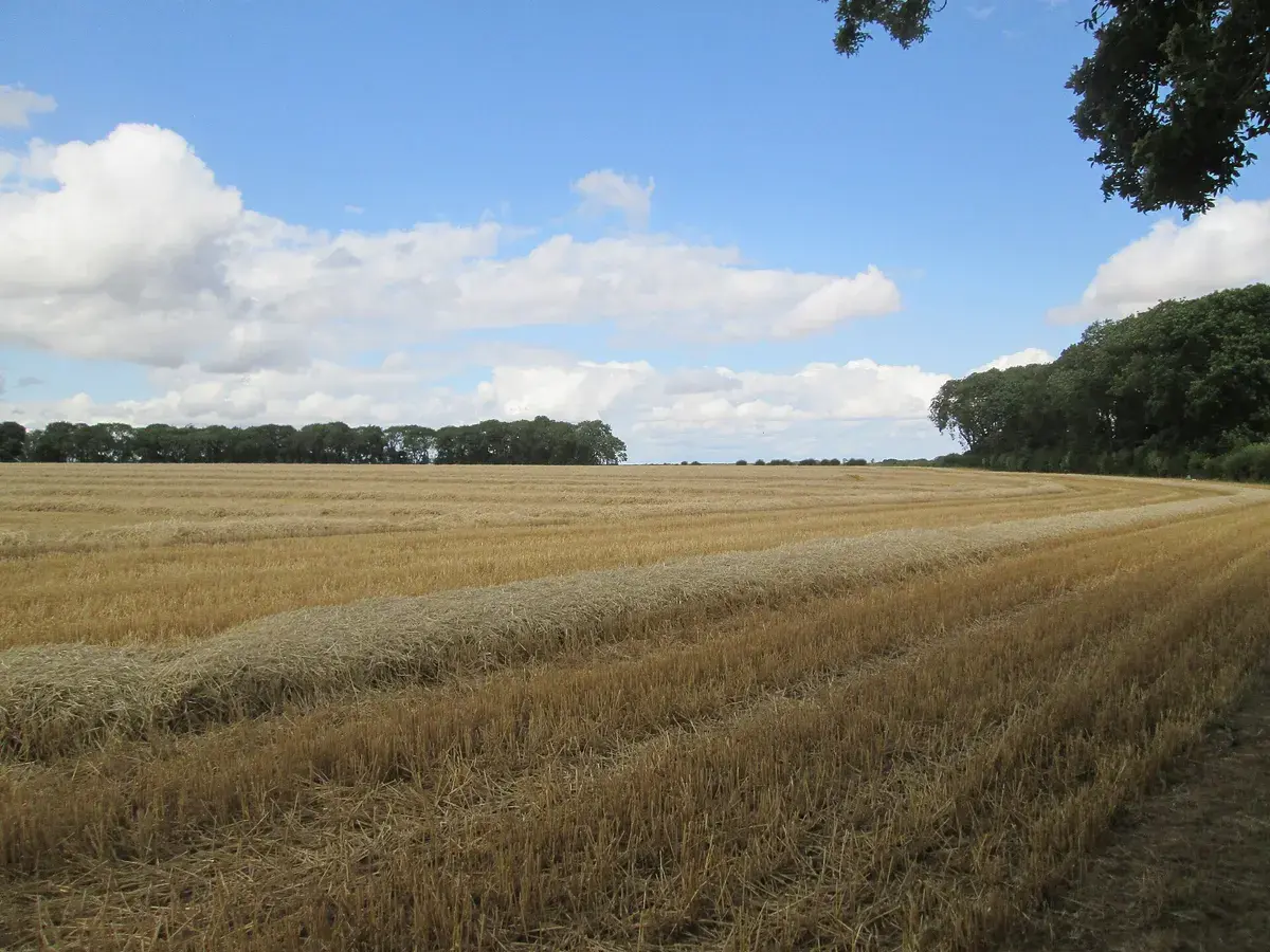 Harvested field at Minningdale, East Yorkshire