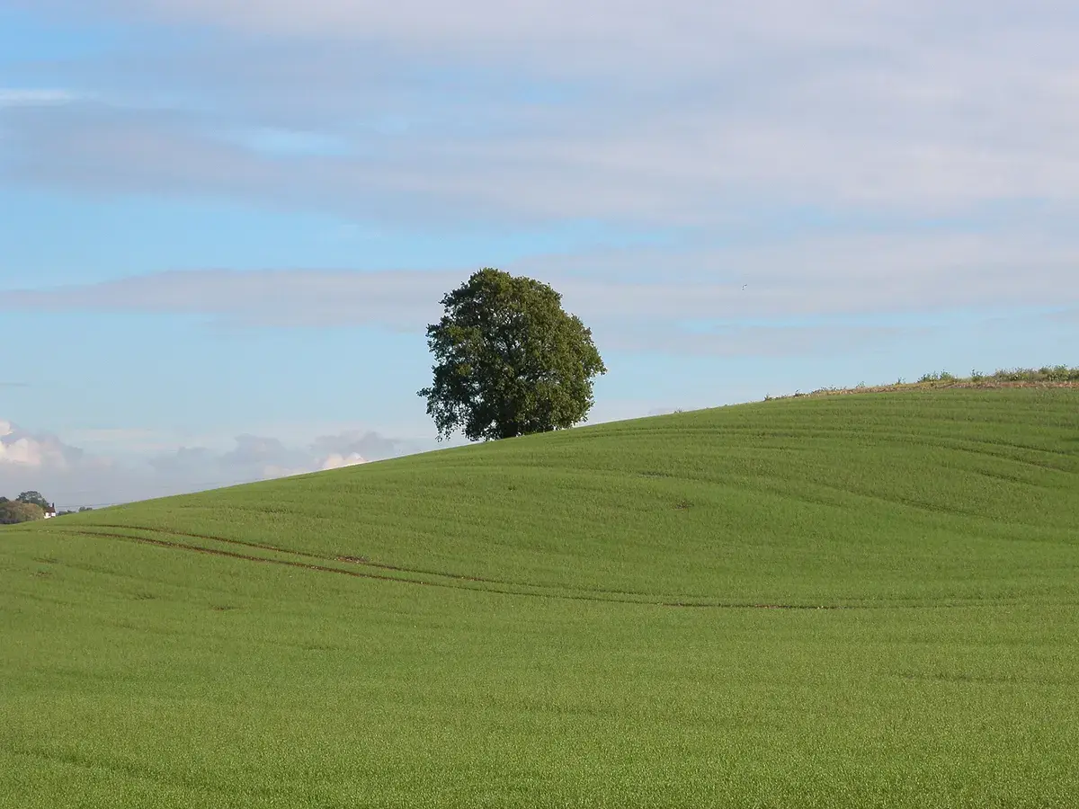 View from Hyde Hall, Essex