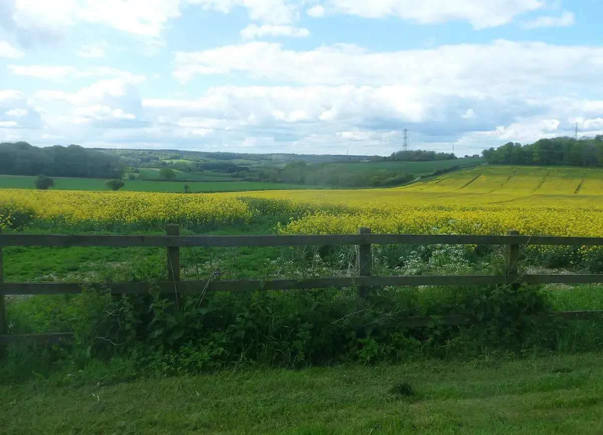 Fields near Newton Valence, Hampshire