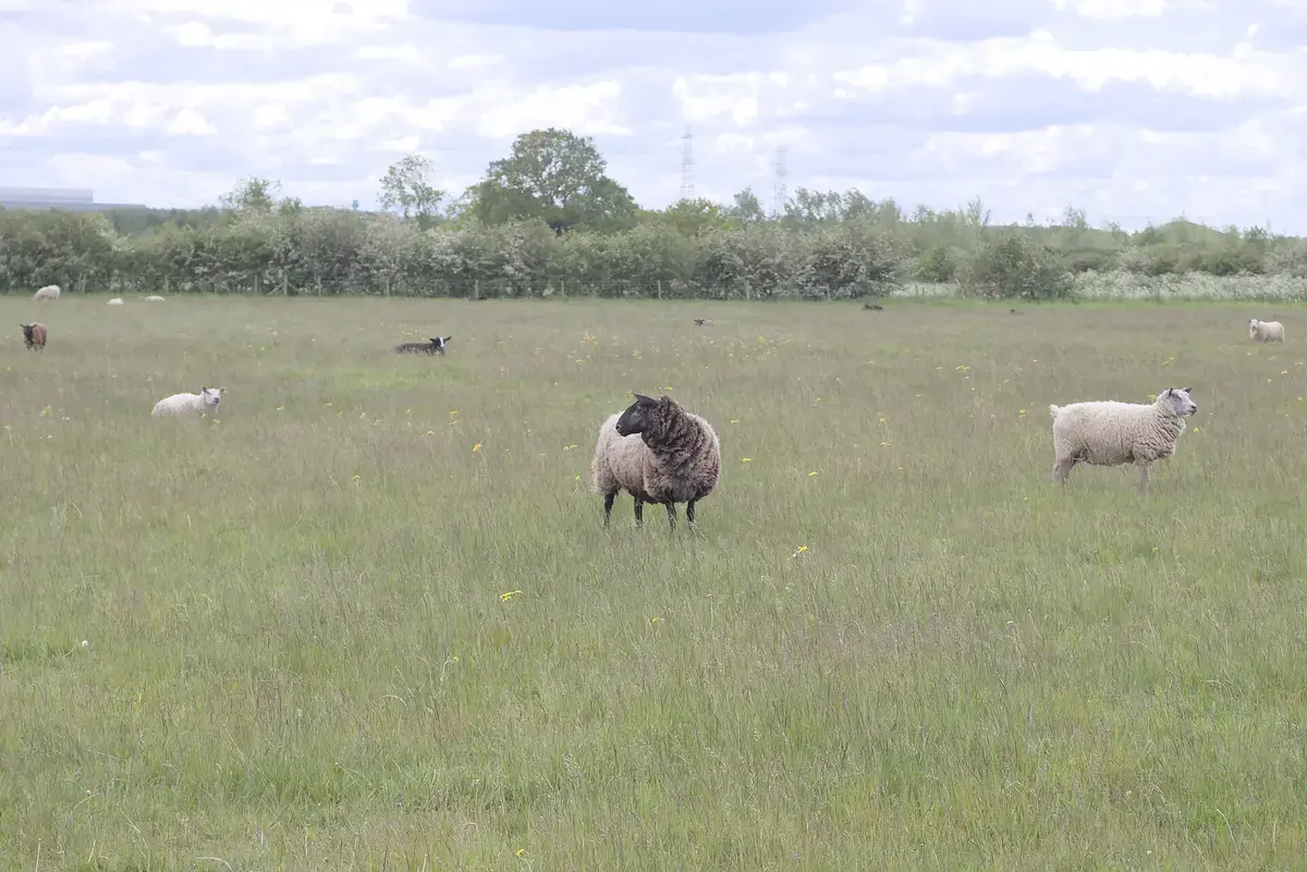 Sheep grazing, Leicestershire