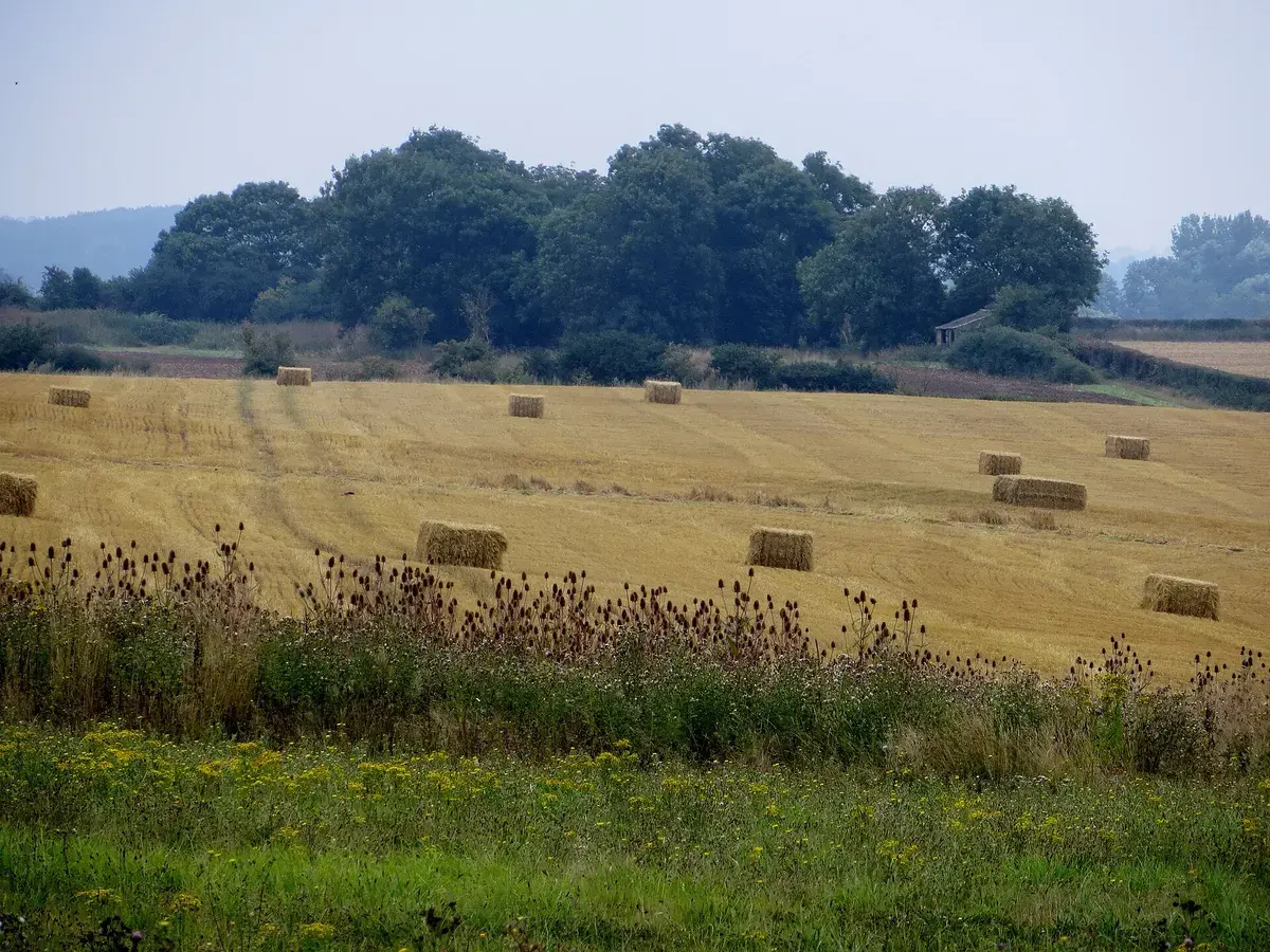 Harvest in the Nene Valley at Yarwell, Northamptonshire