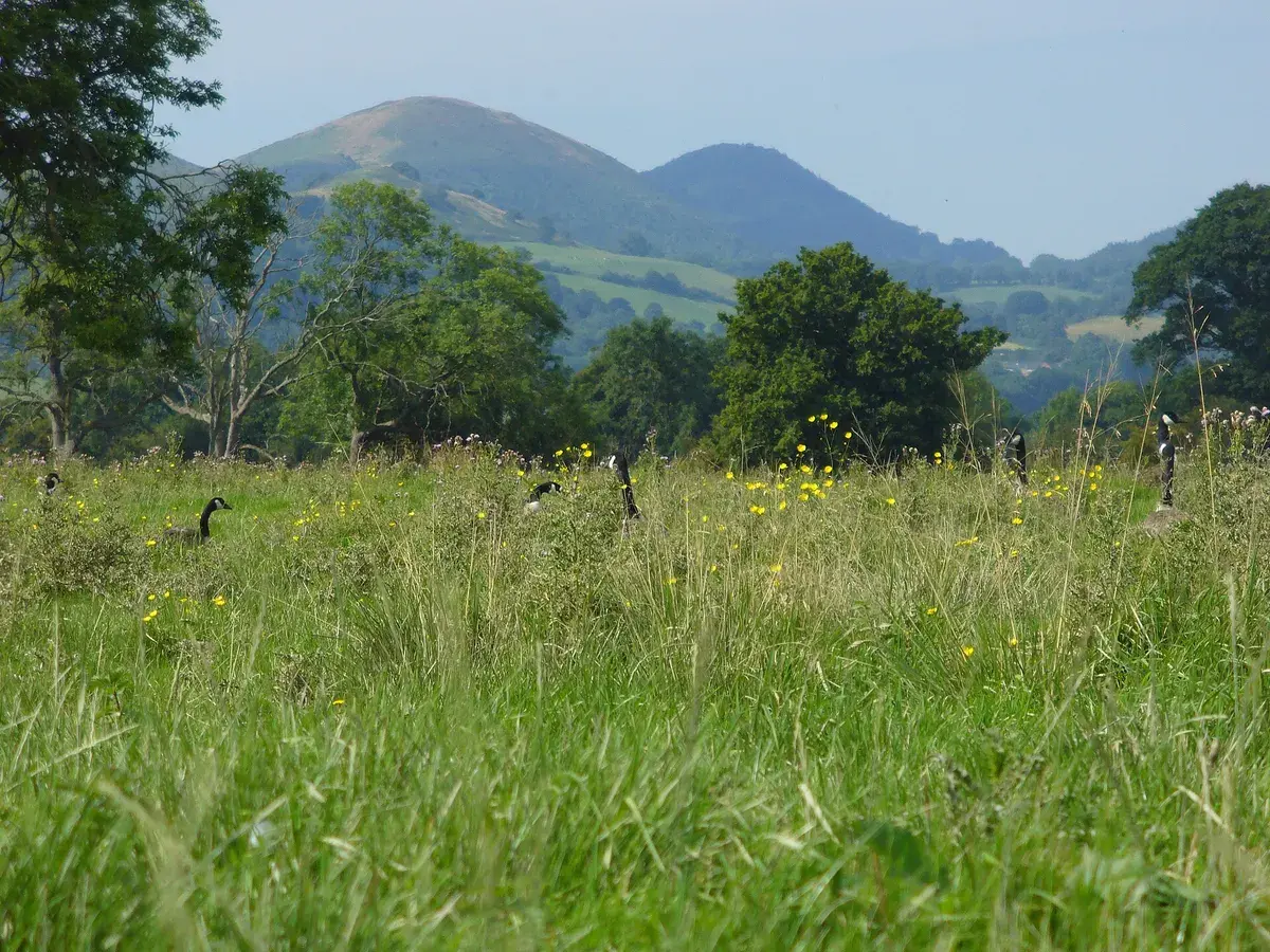 A field in Shropshire