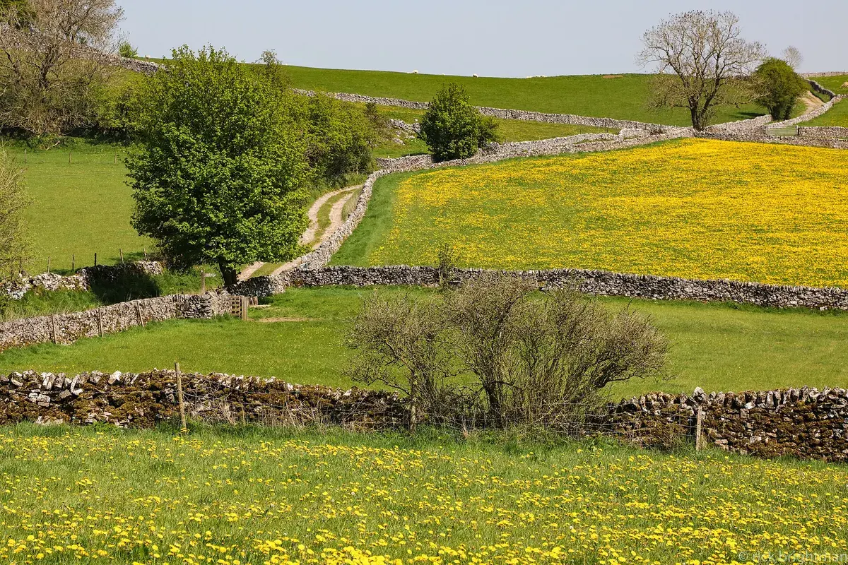 Fields of dandelions, Hall Dale, Staffordshire