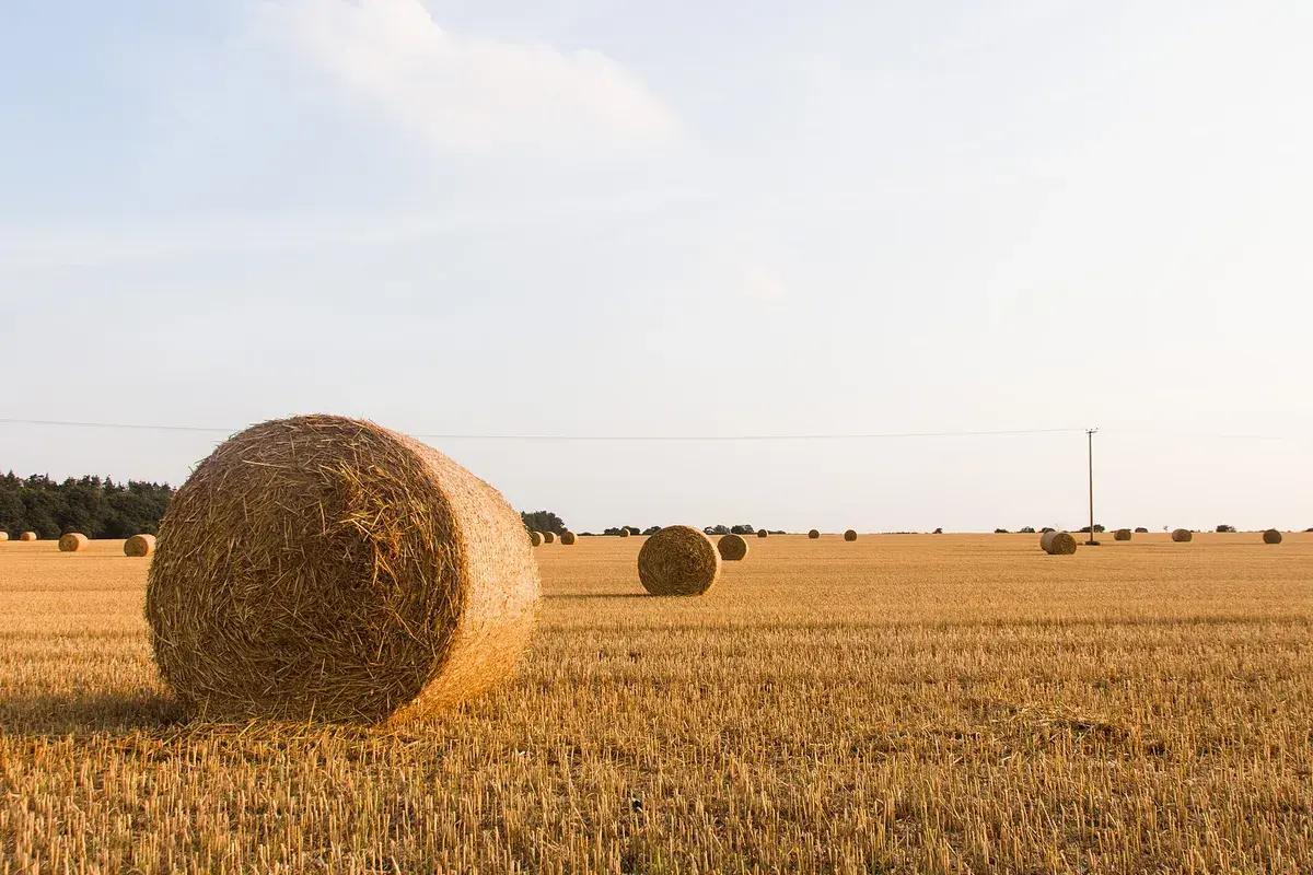 Suffolk in August