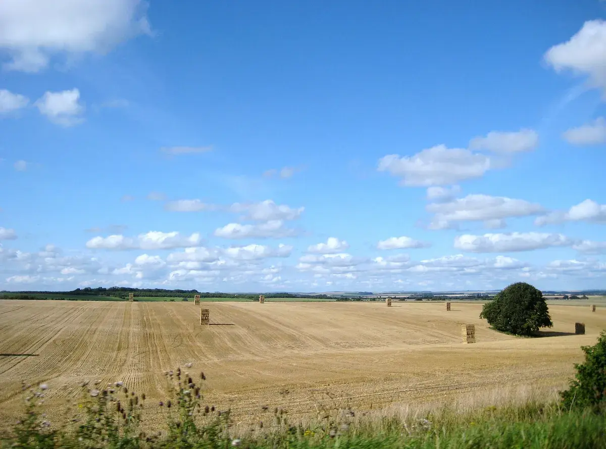 Straw bales in a Wiltshire field