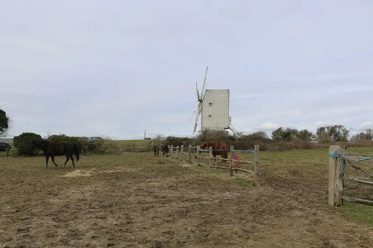 Horses in post-and-rail paddocks with a windmill behind