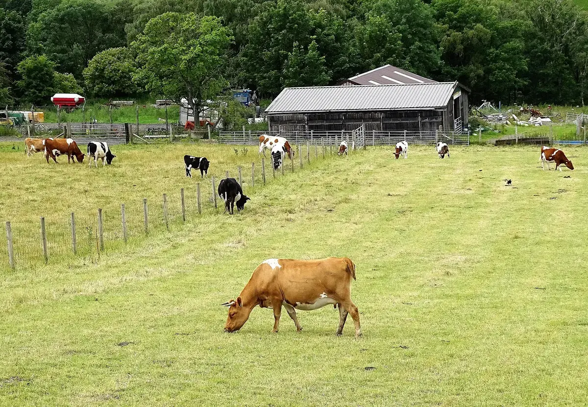 Cattle grazing a fenced paddock beside a barn on a smallholding