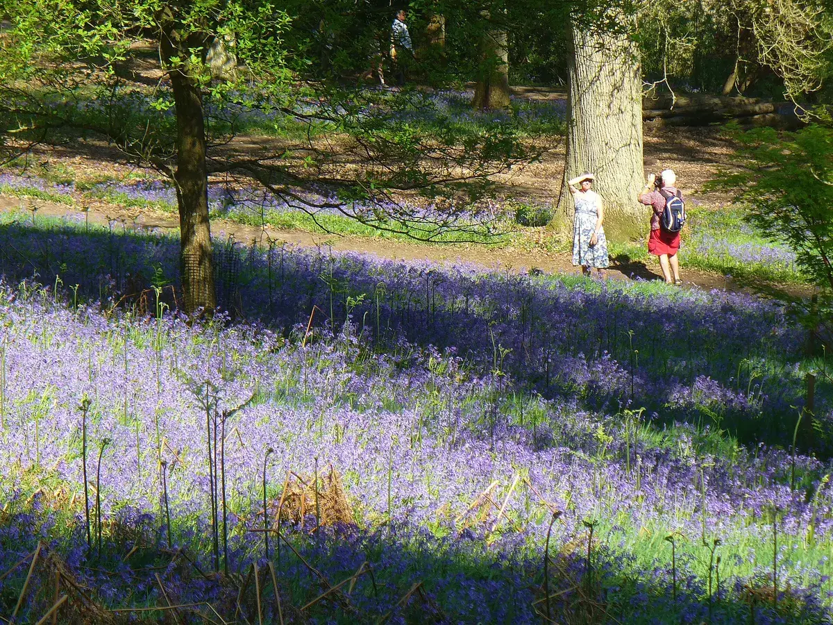 Bluebells under broadleaf trees in an English wood